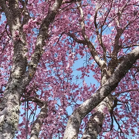 La Artesonada Casa Con Finca Semesterbostad *